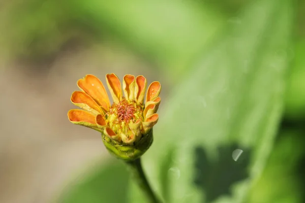 Bahçedeki Çiçeğe Yakın — Stok fotoğraf