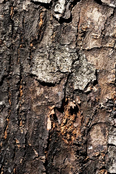 樹皮のテクスチャーのクローズ アップ — ストック写真