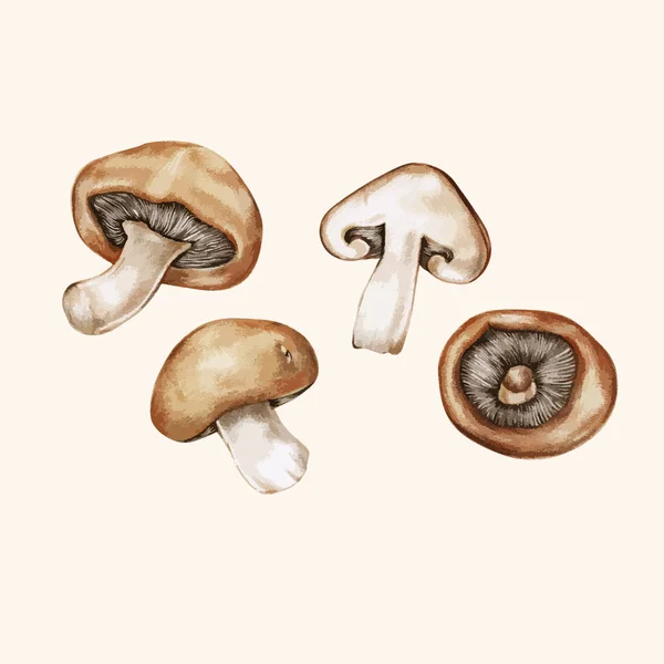 Illustration Hand Drawn Collection Mushroom — Stock Photo, Image