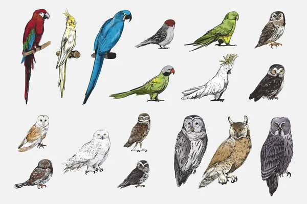 Illustration Dessin Style Collection Oiseaux Perroquets — Photo