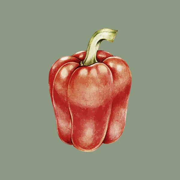 Illustration Hand Drawn Collection Pepper — Stock Photo, Image