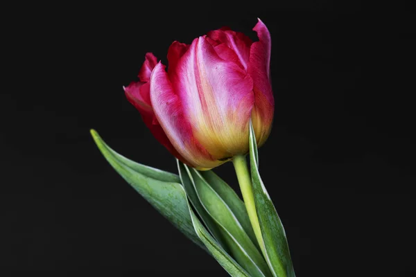 Közelkép Rózsaszín Tulipán — Stock Fotó