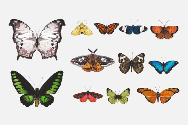 Ilustrace Kresba Styl Butterfly Kolekce — Stock fotografie