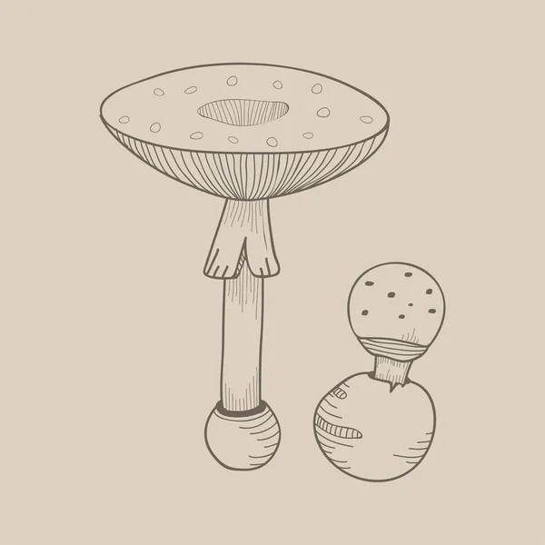 Illustration One Variant Mushroom — Stock Photo, Image