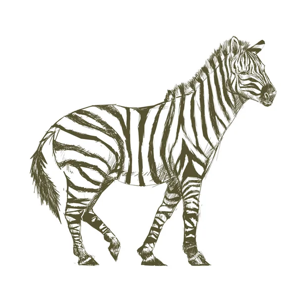Obrázek Výkresu Styl Zebra — Stock fotografie