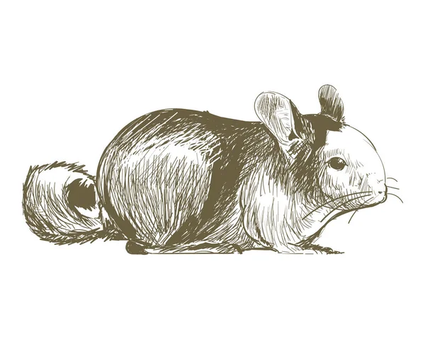 大鼠插画绘画风格 — 图库照片