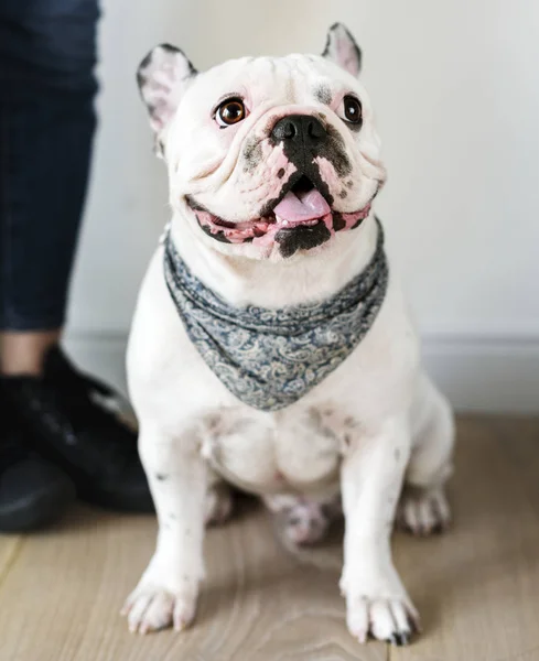 Närbild Fransk Bulldog — Stockfoto