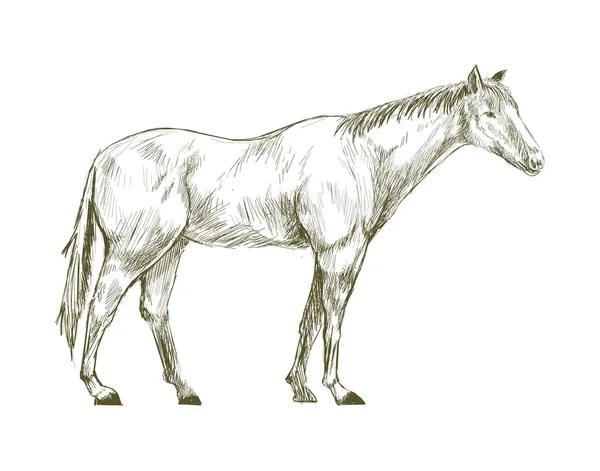 Иллюстрационный Стиль Рисования Лошади — стоковое фото