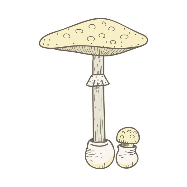 Illustration Une Variante Champignon — Photo