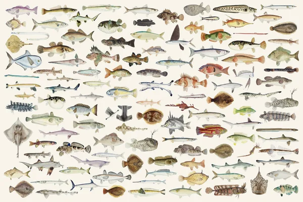 Ilustração Colorida Coleção Desenho Peixes — Fotografia de Stock