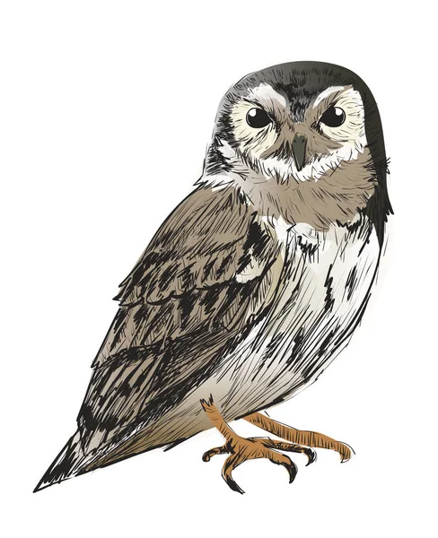 Illustration Drawing Style Owl — Stock Photo, Image