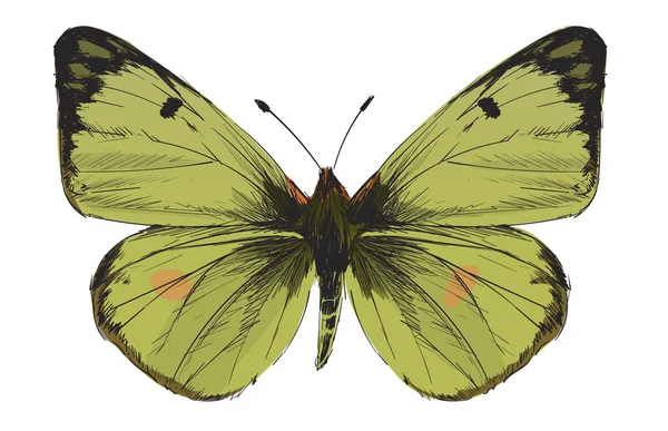 Illustration Drawing Style Butterfly — Stock Photo, Image