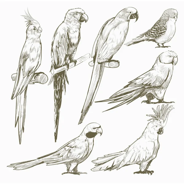 Ilustración Estilo Dibujo Colección Aves Loro — Foto de Stock