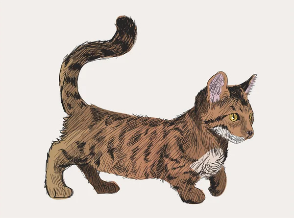 Ilustração Conceito Gato — Fotografia de Stock