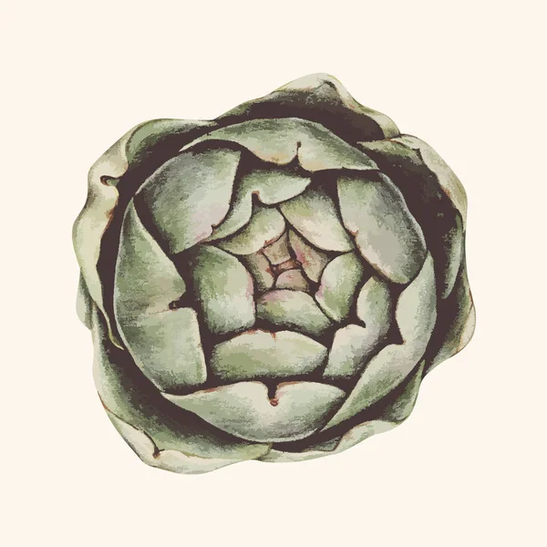 Illustration Hand Drawn Collection Cabbage — Stock Photo, Image