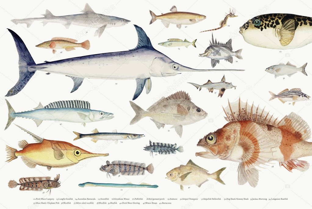 Colored illustration of fishes drawing collection