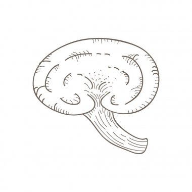 Resimde bir varyant mantar