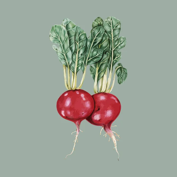 Illustration of  vegetable collection