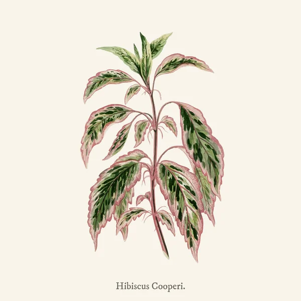 Hibiscus Cooperii Гравировкой 1825 1890 Новое Редкое Красивое Растение — стоковое фото