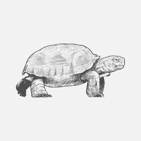 Illustration Dessin Style Tortue — Photo