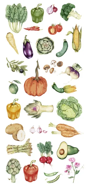 Ilustración Recolección Verduras — Foto de Stock