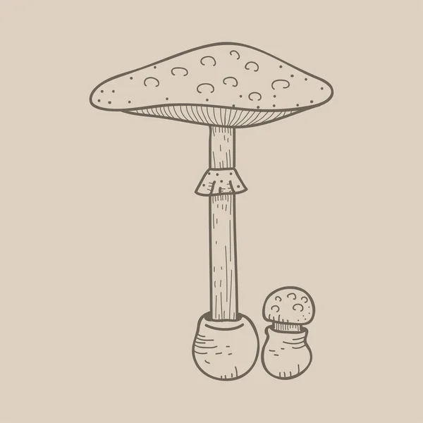 하나의 버섯의 — 스톡 사진