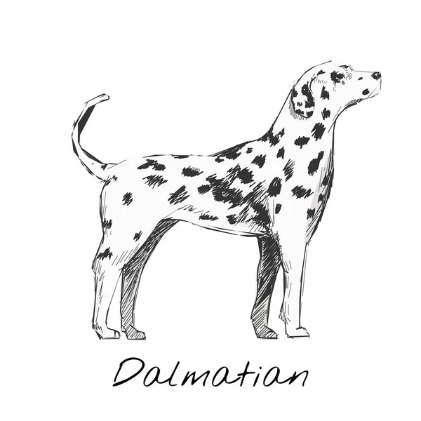 犬のイラストの描き方 — ストック写真