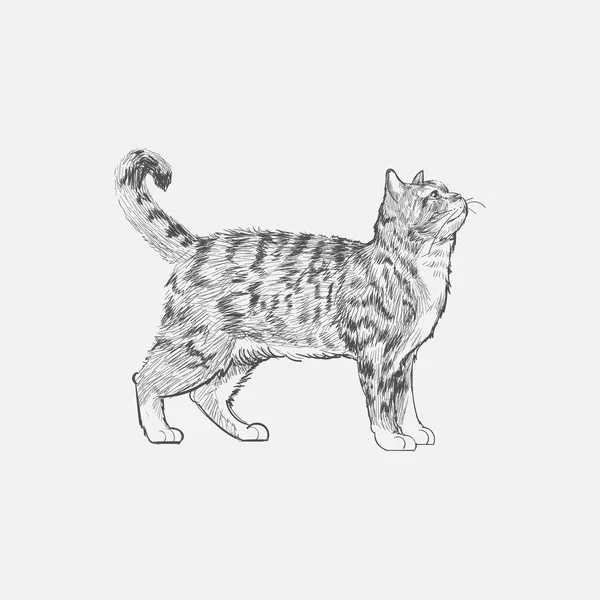 ปแบบการวาดภาพของแมว — ภาพถ่ายสต็อก