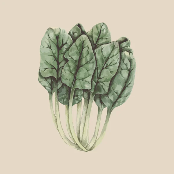Illustration Vegetabiliska Samling — Stockfoto