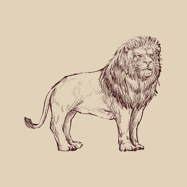 Illustration Drawing Style Lion — Stock Photo, Image