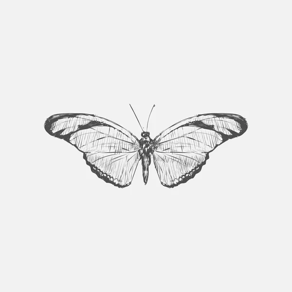 Illustration Drawing Style Butterfly — Stock Photo, Image