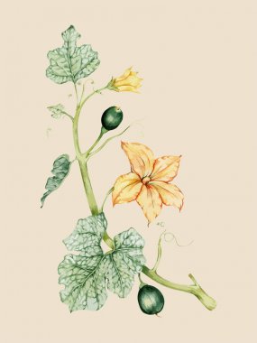 Sebze toplama gösterimi