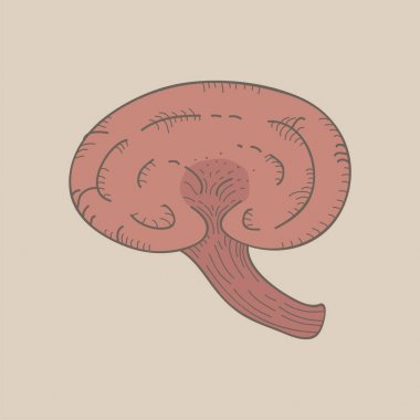 Resimde bir varyant mantar