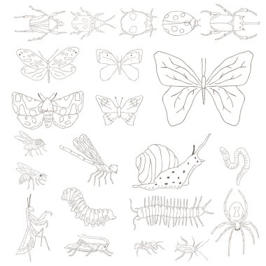 Böceklerin farklı türde illüstrasyon