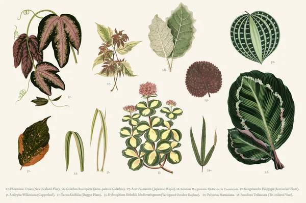 Rare Beautiful Leaved 식물의 컬렉션 1825 1890 나뭇잎 디지털 간행물의 — 스톡 사진