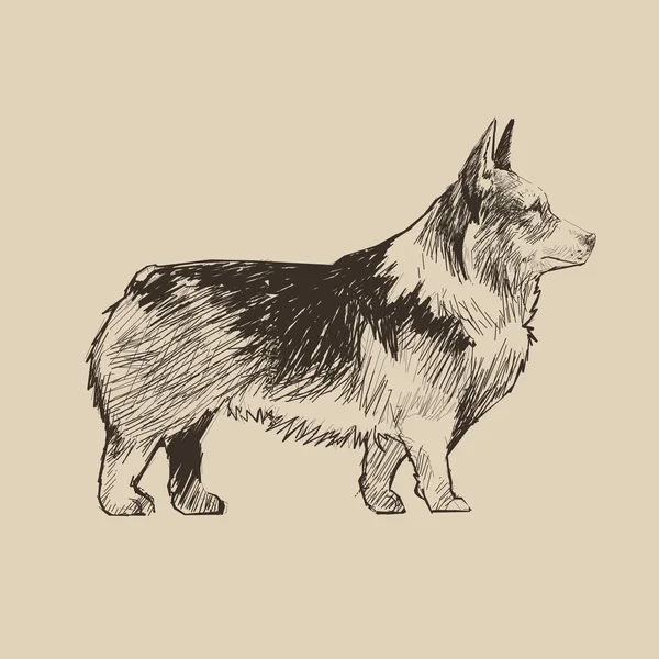 Tekening Stijl Afbeelding Van Hond — Stockfoto