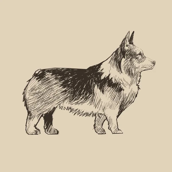 Illustration Drawing Style Dog — Stock Photo, Image