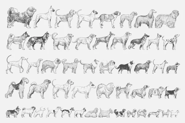 Illustration Ritning Stil Hund — Stockfoto