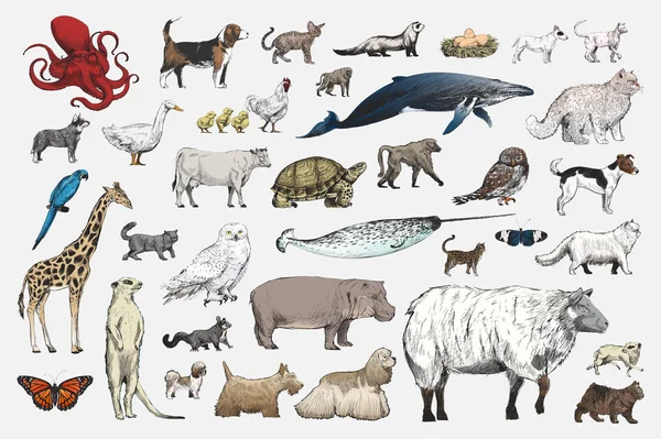 Illustration Drawing Style Animal Collection — Stock Photo, Image