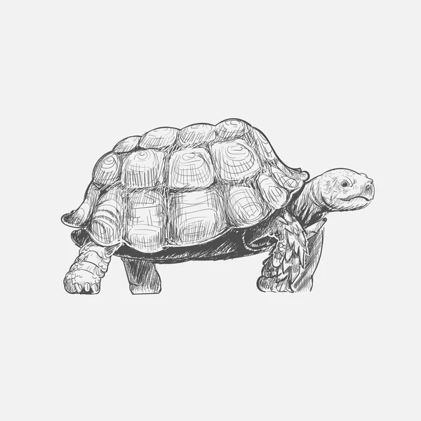 Illustration Dessin Style Tortue — Photo