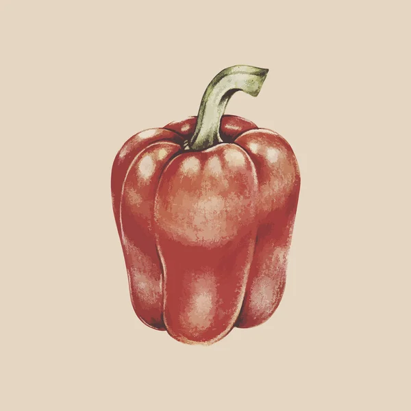 Illustration Vegetable Collection — Stock Photo, Image