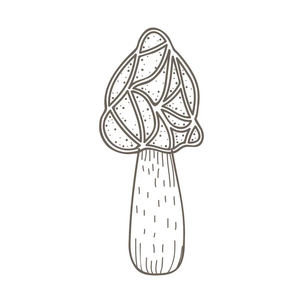 Illustration One Variant Mushroom — Stock Photo, Image