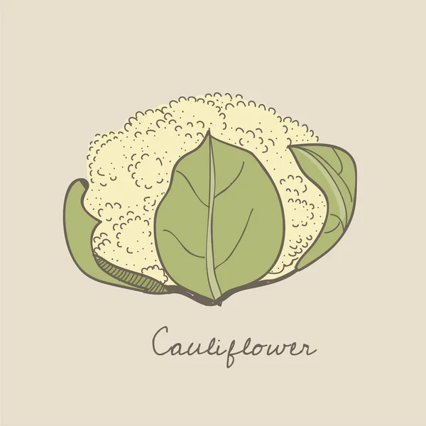 Illustration Cauliflower — Stock Photo, Image