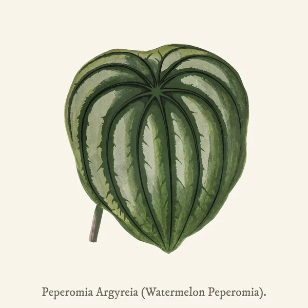 Rare Beautiful Leaved 1825 1890 Peperomia Aroypeia — 스톡 사진