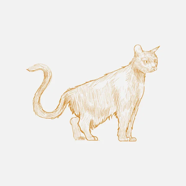 Illustration Drawing Style Cat — Stock Photo, Image