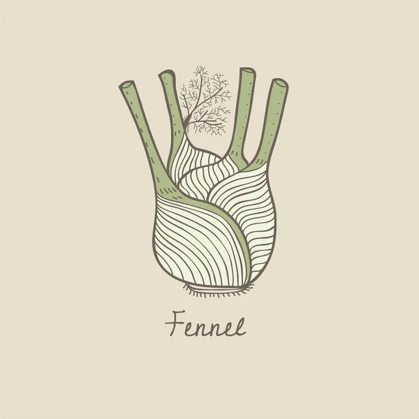 Illustration Fennel — Stock Photo, Image