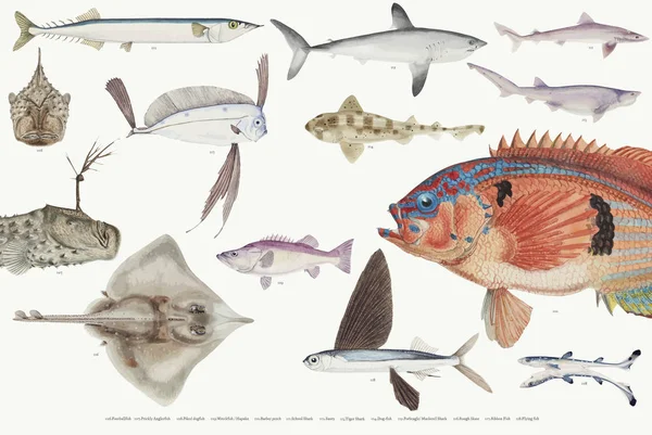 Koleksiyon Çizim Balıklar Renkli Çizimi — Stok fotoğraf