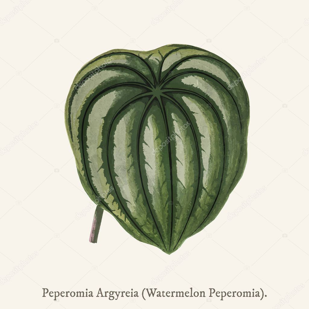 Pepper Elder (Peperomia Aroypeia) found in (1825-1890) New and Rare Beautiful-Leaved Plant.