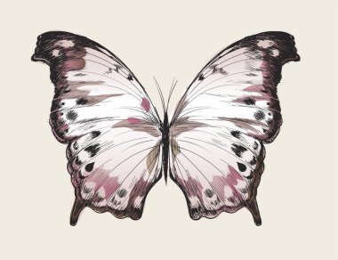 Kelebeğin çizim biçimi