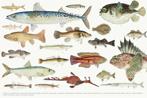 Färgade Illustration Fisk Ritning Samling — Stockfoto